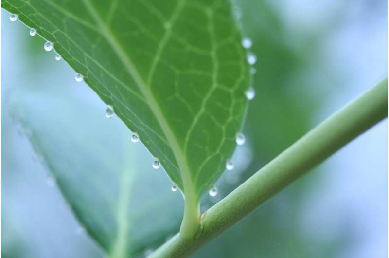 Plant droplets serve as nutrient-rich food for insects