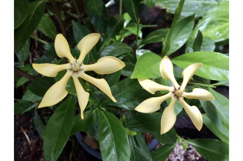 Plants are marvelous chemists, as the gardenia's DNA shows