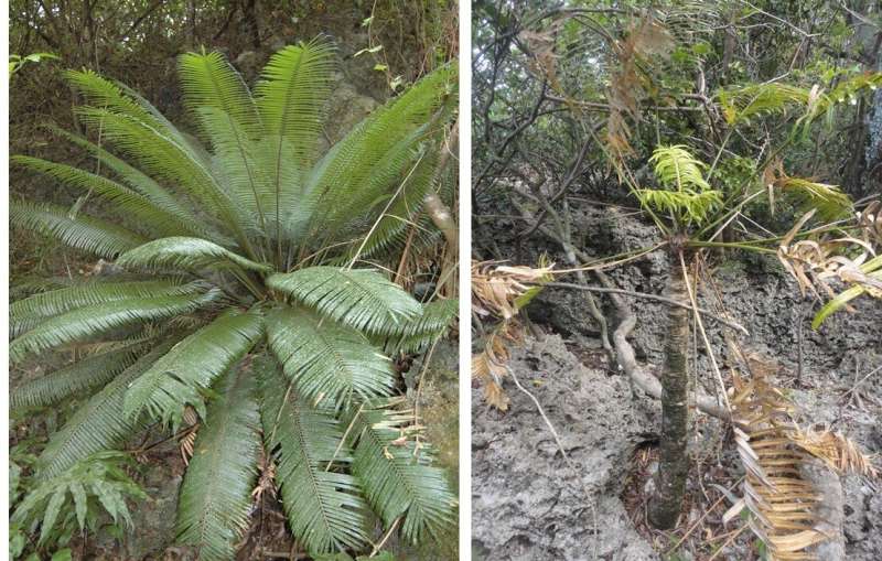 Plant size and habitat traits influence cycad susceptibility to invasive species