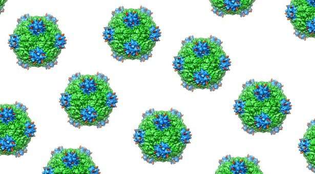 Plant viruses could be used to prevent and treat human autoimmune diseases