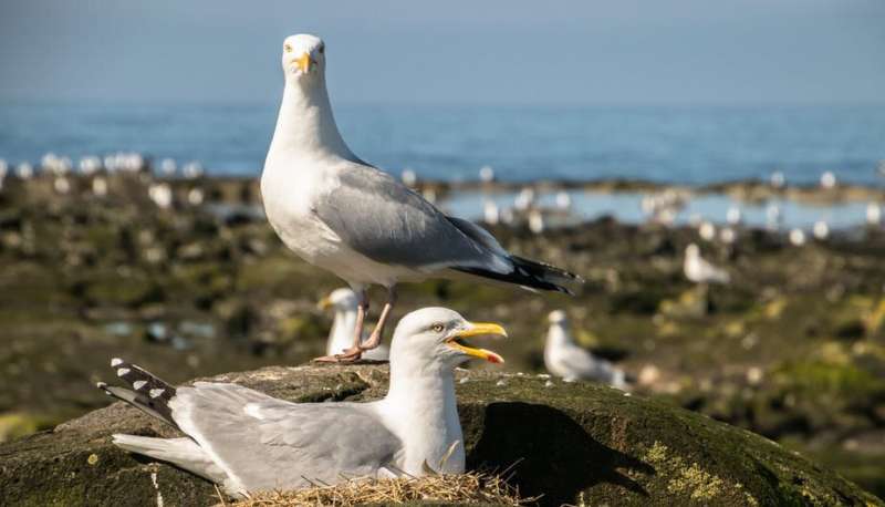 Plastic found lining UK seabird nests on a worrying scale