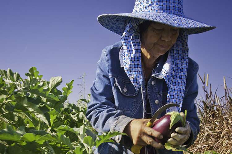 Poll finds broad support for farmworkers who labor through pandemic