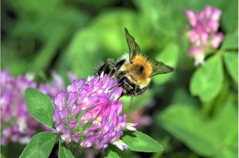 Pollination is better in cities than in the countryside