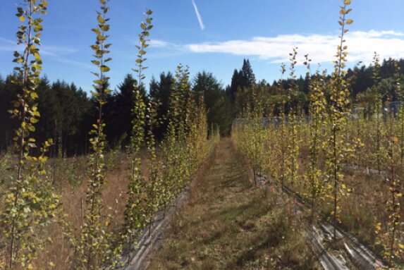 Poplars genetically modified not to harm air quality grow as well as non-modified trees