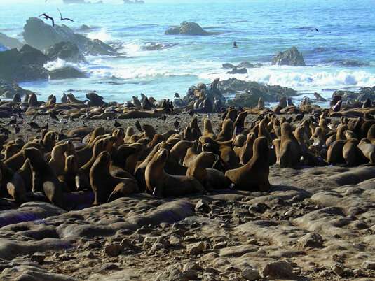 Population ecology: Origins of genetic variability in seals
