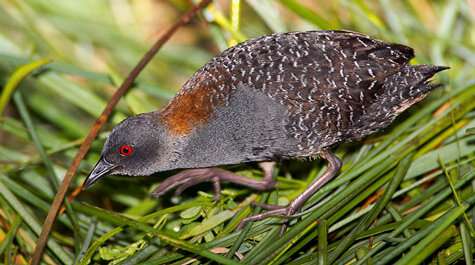 Populations of the threatened black rail may rebound—but don’t expect to see one