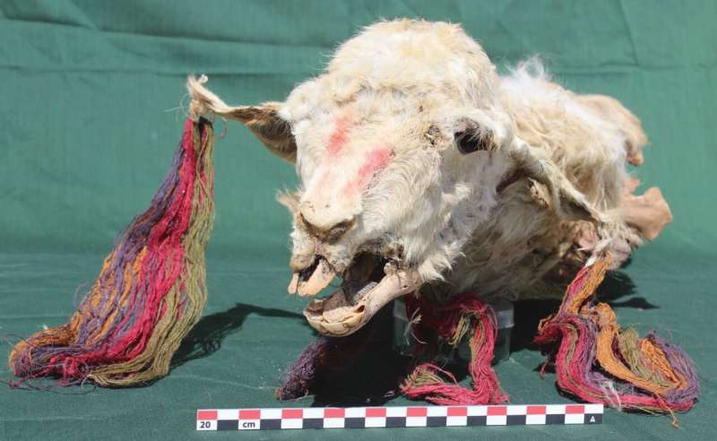 Possible evidence of Inca burying llama alive in ritualistic ceremonies