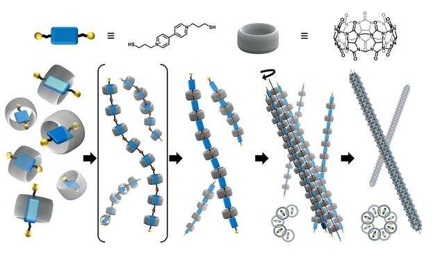 POSTECH developed self-assembled artificial microtubule like LEGO building blocks