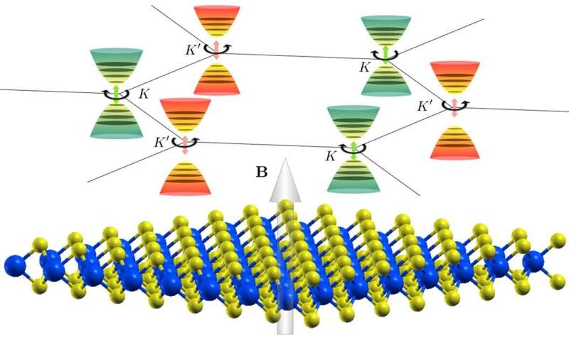 Predictions of magnetic field response in 2D valleytronics materials