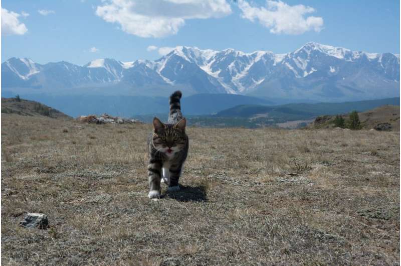 Preschool children can't see the mountains for the cat