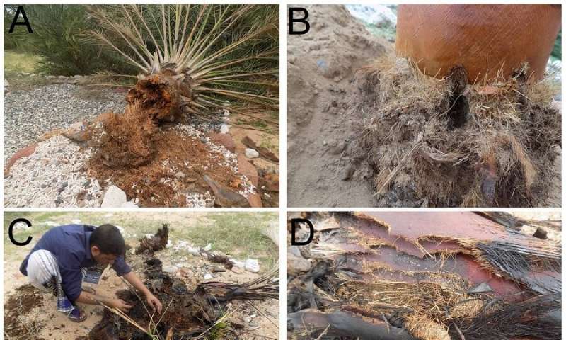 Presence of devastating pest confirmed on Socotra Island