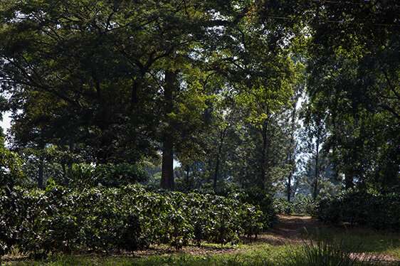 Preserving coffee and forests in Ethiopia for a sustainable future