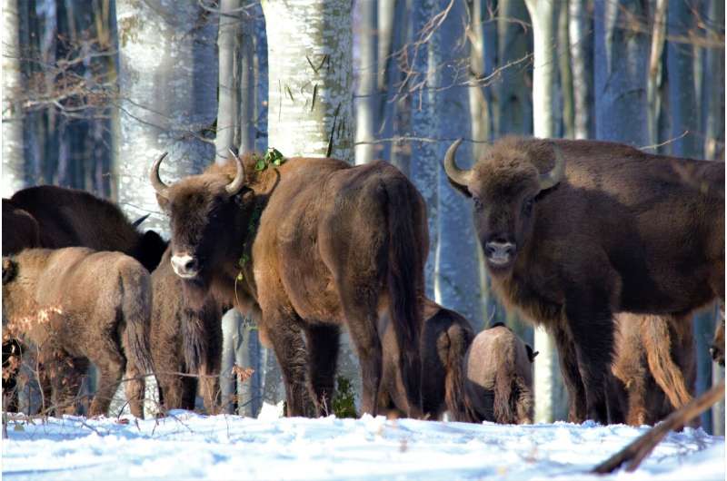 Proper etiquette in the presence of bison