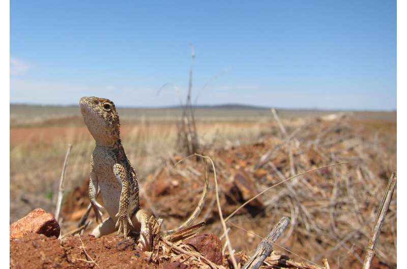 Protecting Australia’s reptiles and amphibians with global impact