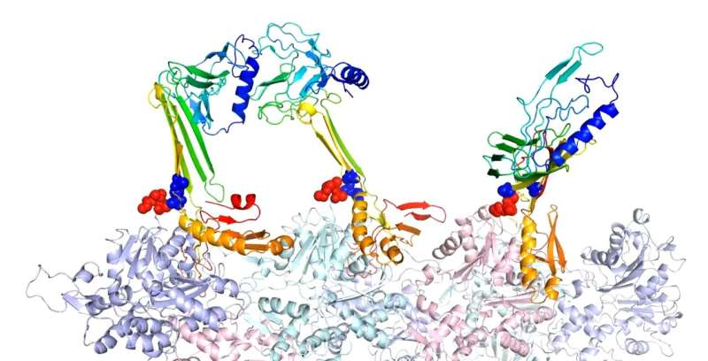 Protein 'chameleon' colors long-term memory