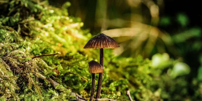Psychedelic compound from magic mushrooms produced in yeast