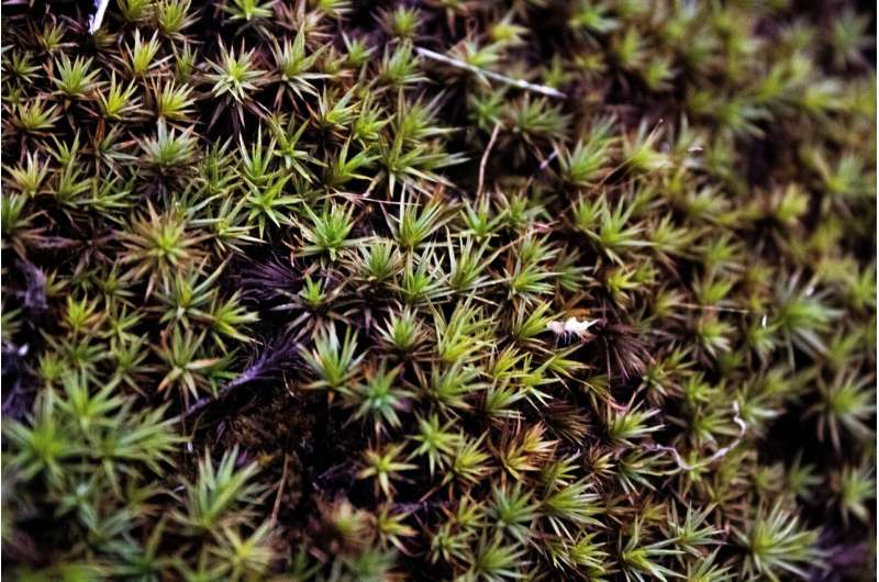 purple horn toothed moss