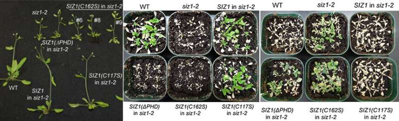 Putting a finger on plant stress response