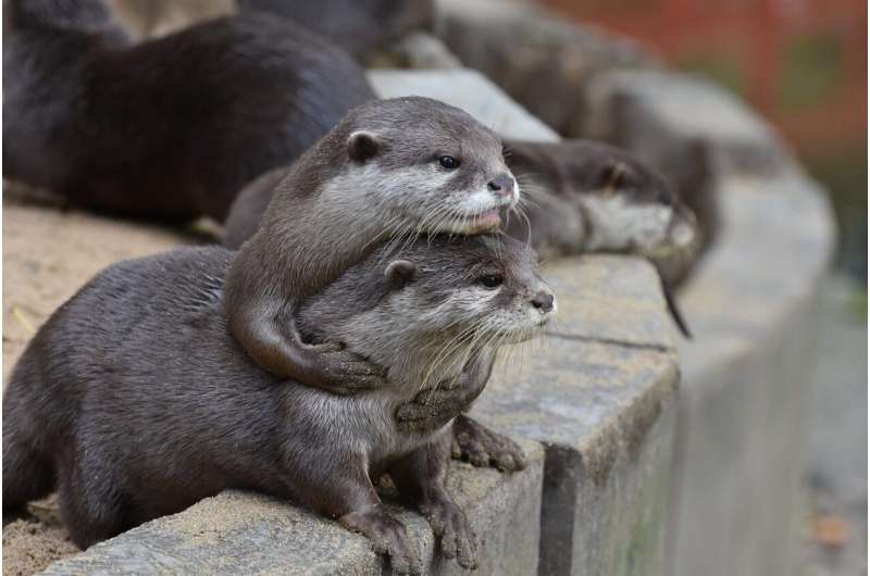 Puzzled otters learn from each other