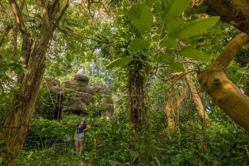 Rainforest at biosphere 2 offers glimpse into future of the Amazon