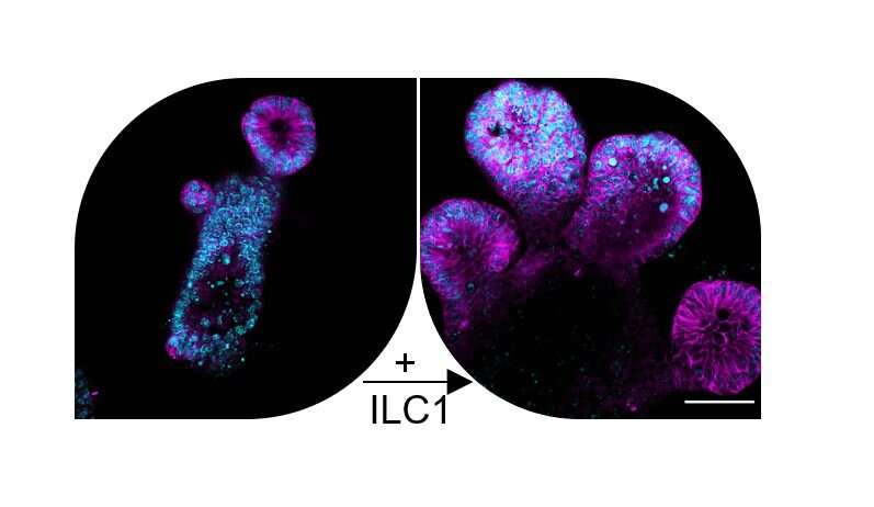 Rare immune cells drive gut repair