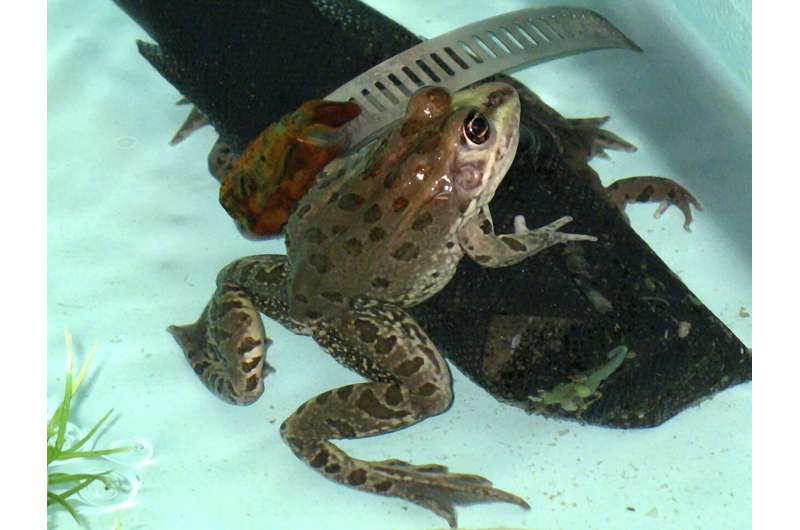 Rare leopard frog found beyond its known range in Southwest