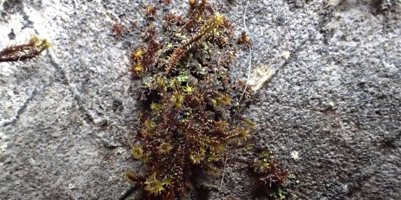 Rare moss clinging to life on B.C. cliff should be protected, says expert
