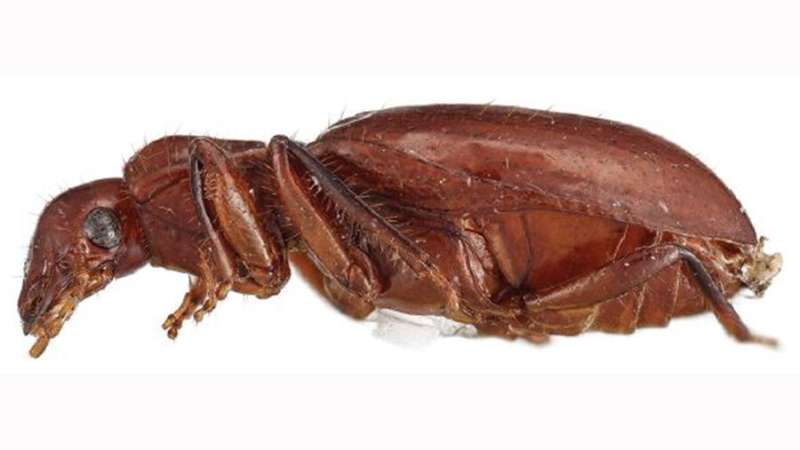 Rare South American ground beetles sport unusual, likely multi-purpose antennal cleaners