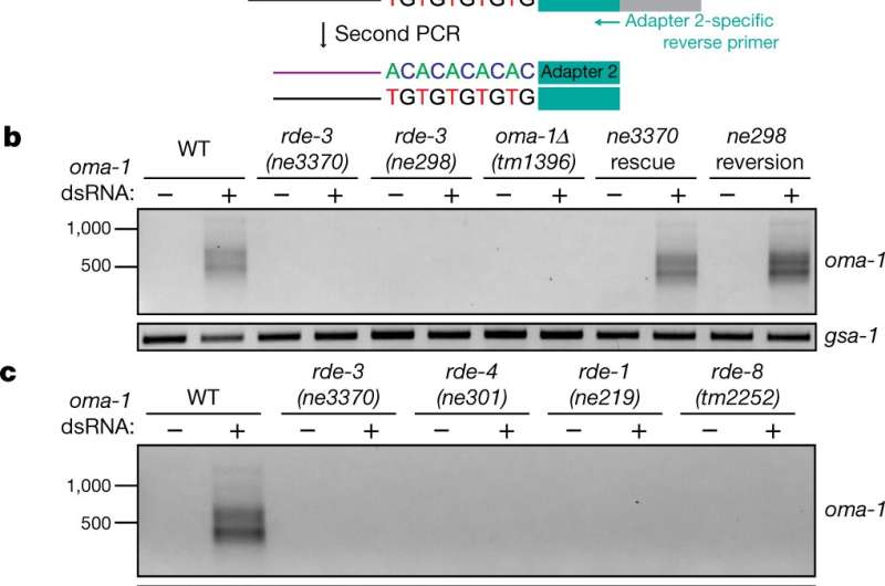 RDE-3 found to add pUG tails to targets of RNA interference and to transposon RNAs