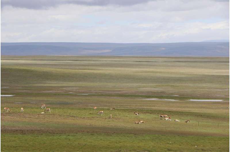 Reconsidering the efficiency of grazing exclusion using fences on the Tibetan Plateau