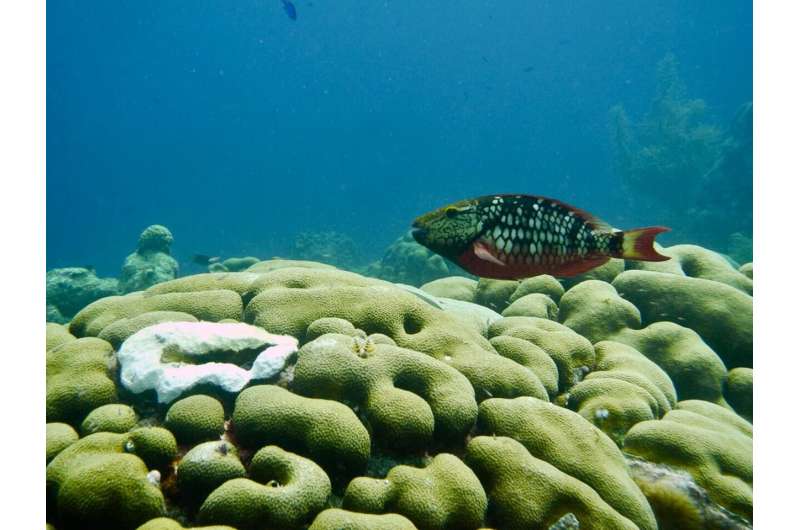 Recovery of an endangered Caribbean coral from parrotfish predation