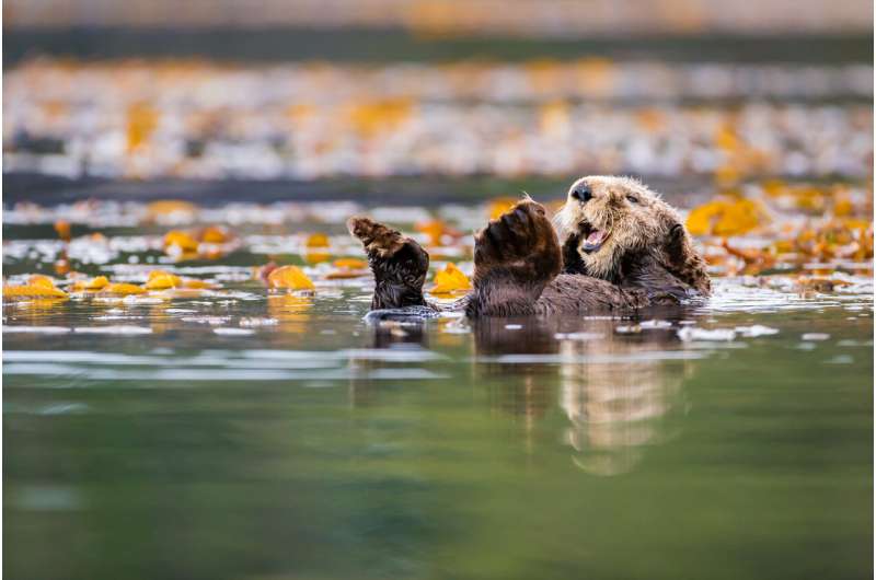 Recovery of sea otter populations yields more benefits than costs