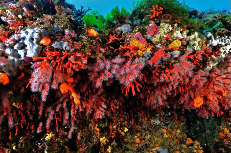 Red coral effectively recovers in Mediterranean protected areas