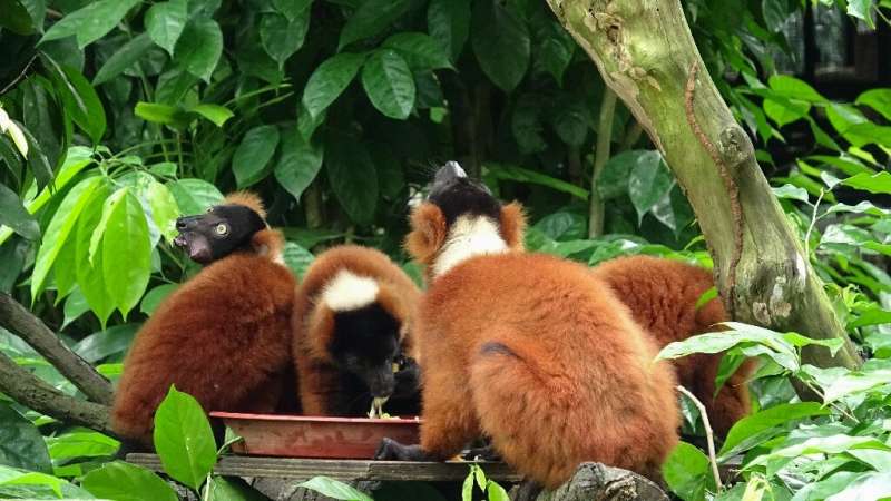 Red-ruffed lemurs in their enclosure at Singapore Zoo