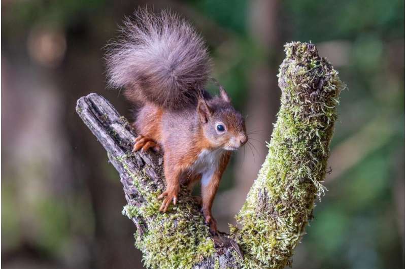 Red squirrels making comeback as return of pine marten spells bad news for invasive grey squirrel