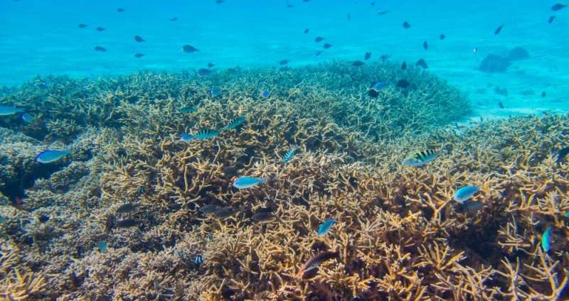 Reducing nutrient pollution helps coral resist bleaching
