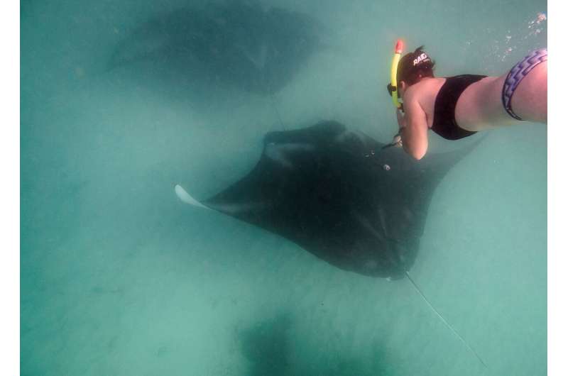 Reef manta rays make long-term use of marine-protected areas