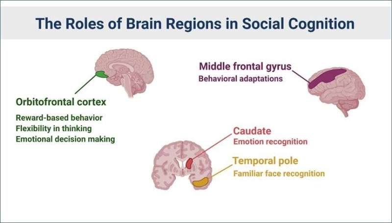 Regular social engagement linked to healthier brain microstructure in older adults
