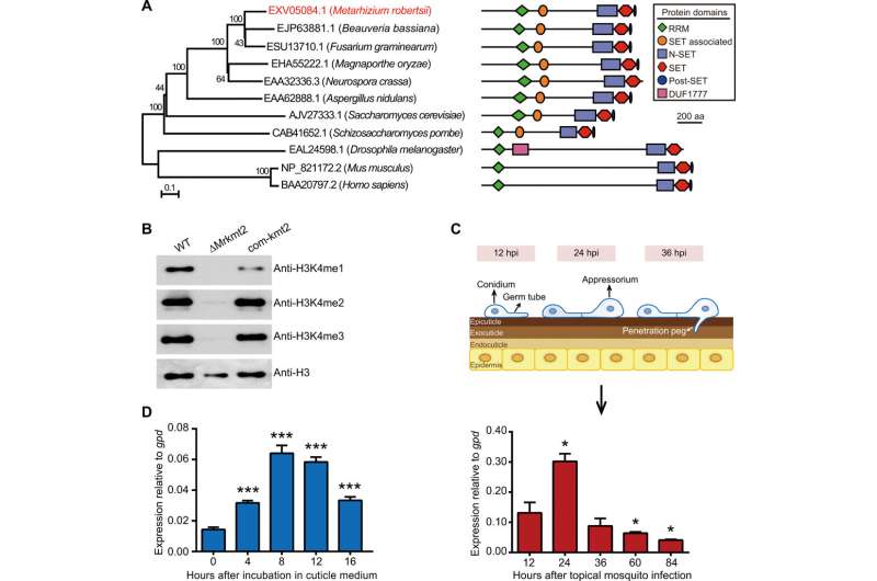 Regulatory pathway modulates infection-related morphogenesis and pathogenicity in insecticidal fungus