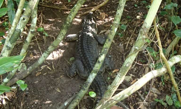 Released Siamese crocodile found nesting in the wild