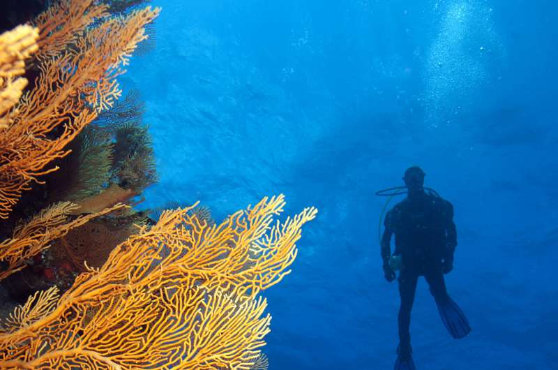 Report on New Caledonia's coral reefs offers a glimmer of hope for the future