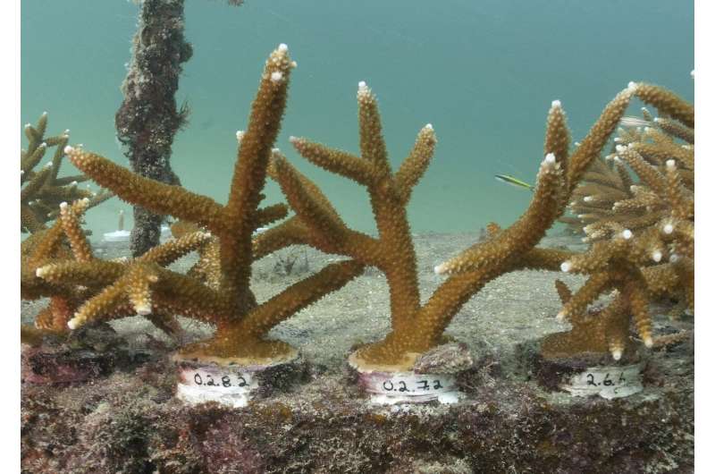 Report sounds an alarm on ongoing decline of US coral reefs