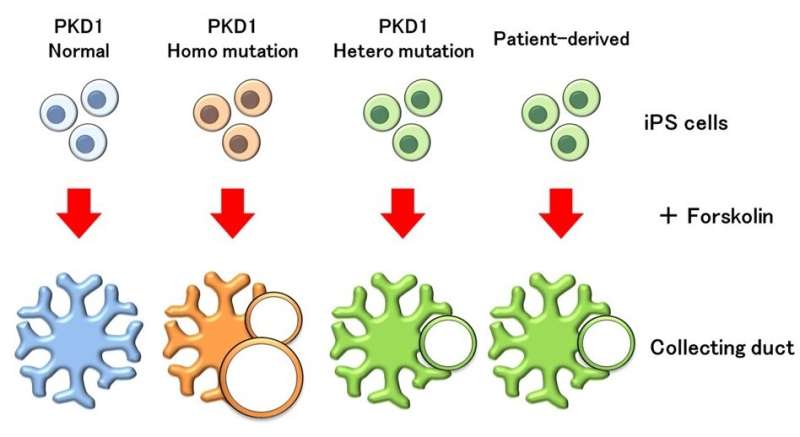 Reproducing the pathophysiology of polycystic kidney disease from human iPS cells