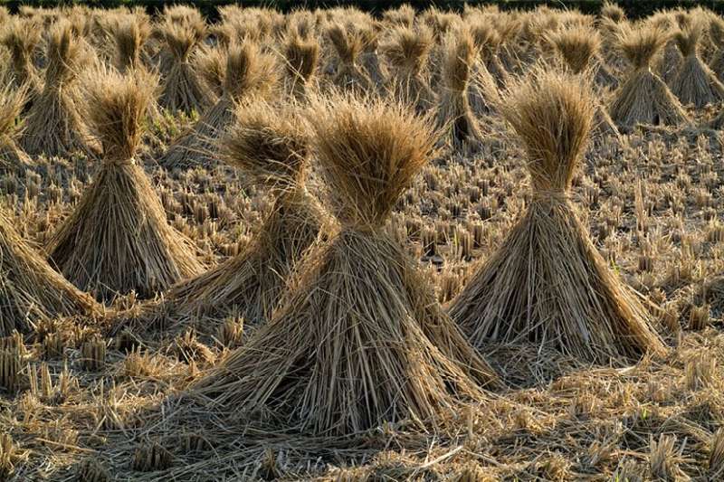 Repurposing straw lets farmers grow more food with less water and fertilizer