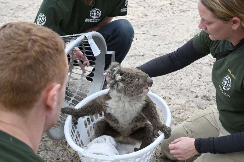 Rescued koalas are being taken to a makeshift sanctuary at Kangaroo Island's Wildlife Park in Australia after bushfires swept th
