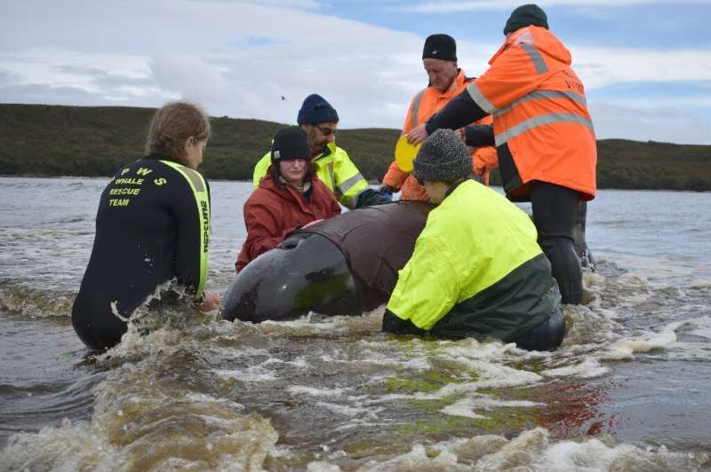 Rescuers working to save a whale beached in Macquarie Harbour on the rugged west coast of Tasmania