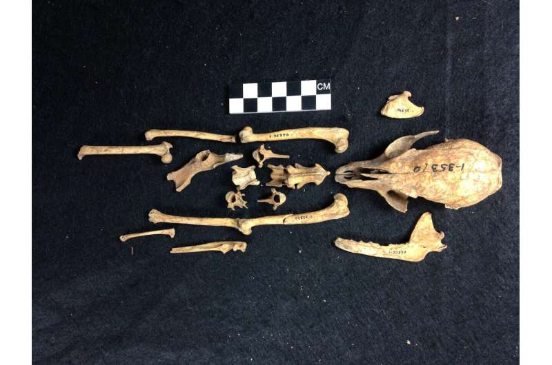 Researcher adds to timeline of human evolution by studying an island fox