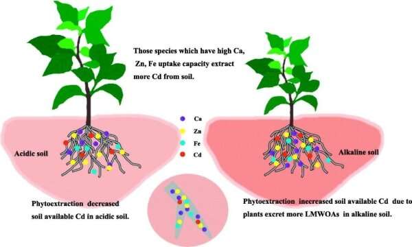 Researcher make comparison of cd phytoextraction ability of several plants
