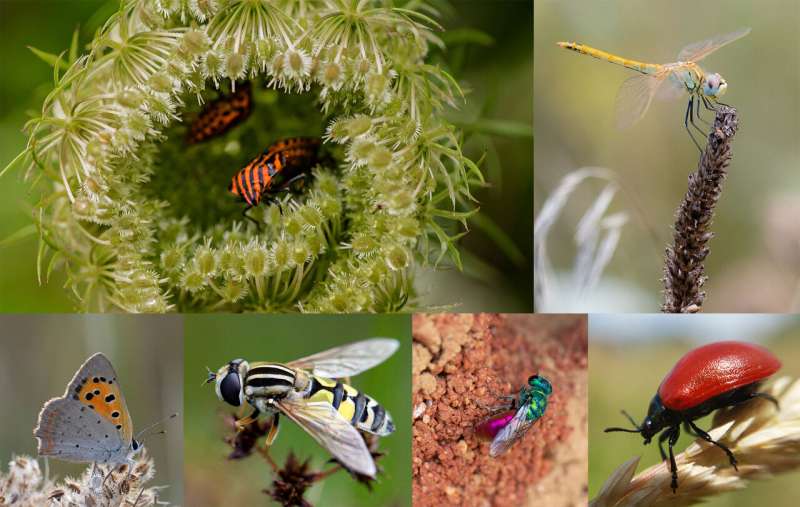 Researchers united on international road map to insect recovery