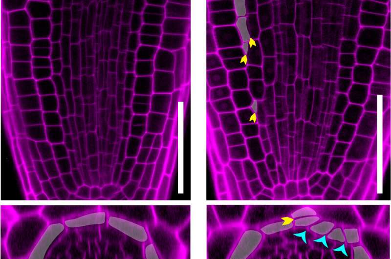 Research identifies possible on/off switch for plant growth